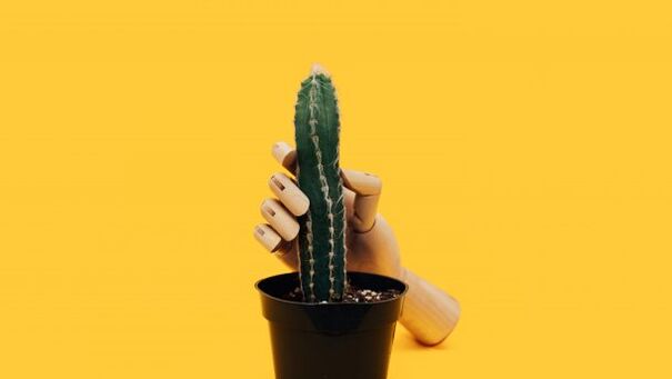 Varpos storis naudojant kaktuso pavyzdį
