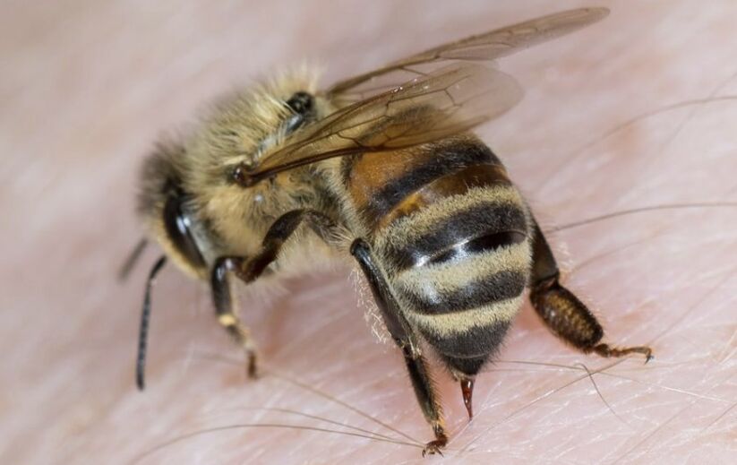 bičių įgėlimas varpos padidėjimui